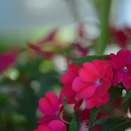 Prytanio Oda ve Kahvaltı Ancient Olympia